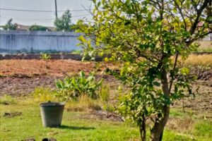 Ein Feld und ein kleiner Baum.
